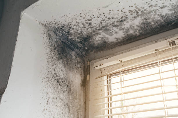 Affordable Mold Remediation solutions in Randallstown, MD